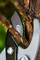 Фото - Сучкорез NEO Tools 765 мм (15-251) | click.ua