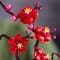 Фото - Конструктор LEGO Icons Botanicals Сливовий цвіт (10369) | click.ua