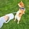 Фото - Повідець-рулетка Petkit Travel Go Free Retractable Leash 3 м (P2104) | click.ua