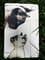 Фото - Чохол BeCover Smart Case для Samsung Galaxy Tab A9 SM-X115 8.7" Cat (711267) | click.ua