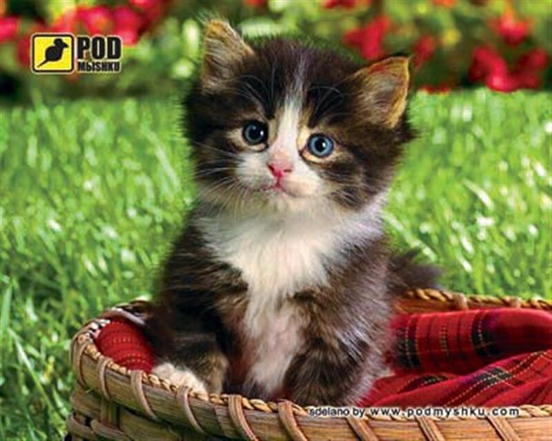 Килимок для миші Podmyshku Кошеня в кошику