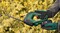 Фото - Ножиці садові Bosch AdvancedShear 18V-10 + насадка кущоріз (0.600.857.000) | click.ua