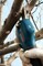 Фото - Секатор акумуляторный Bosch Professional Pruner 12В, 2х3Агод (0.601.9K1.021) | click.ua