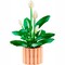 Фото - Конструктор LEGO Botanicals Спатифиллум (11504) | click.ua