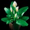 Фото - Конструктор LEGO Botanicals Спатифиллум (11504) | click.ua