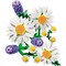 Фото - Конструктор LEGO Botanicals Ромашки (11508) | click.ua