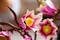 Фото - Конструктор LEGO Botanicals Ветки магнолии (11510) | click.ua
