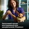 Фото - Конструктор LEGO Pokemon Иви (72151) | click.ua